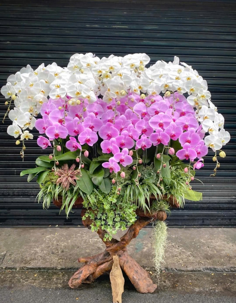 Lan Hồ Điệp Thiên Ý - LHD044