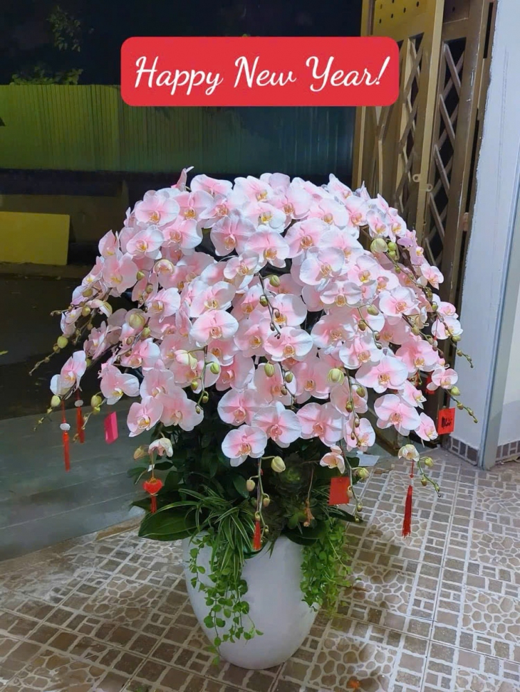 Lan Hồ Điệp Kim Sắc An Khang - LHD020