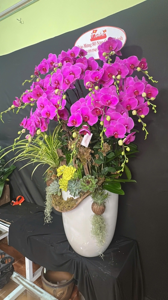 Lan Hồ Điệp Bình An Cát Tường - LHD024