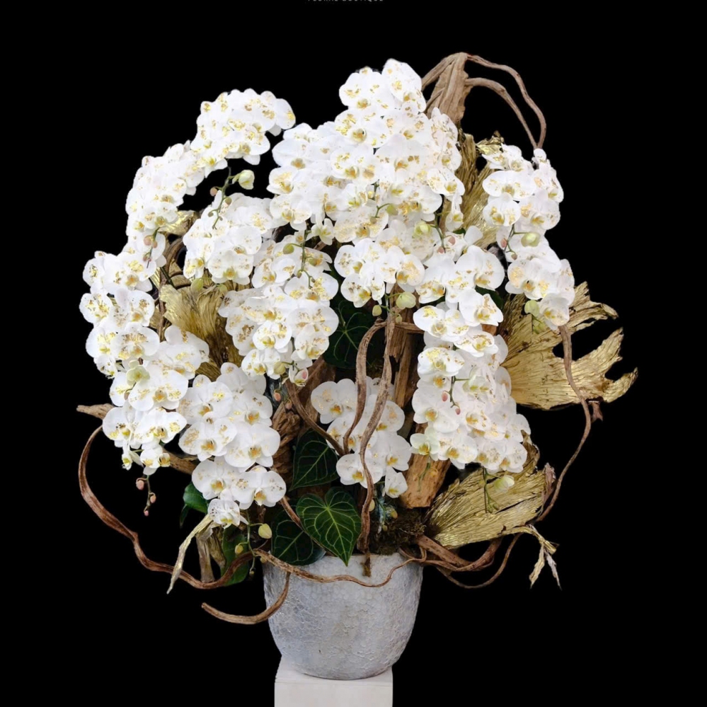 Lan Hồ Điệp Ngọc Bích - LHD004