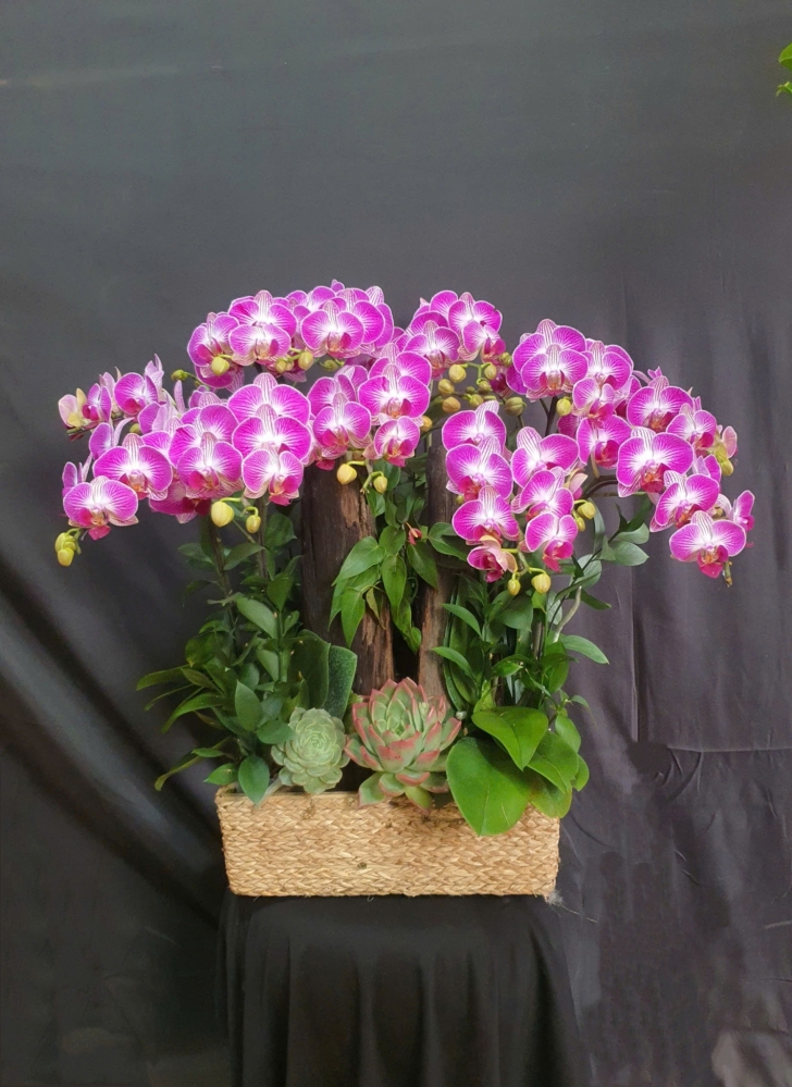 Lan Hồ Điệp Hồng An - LHD265