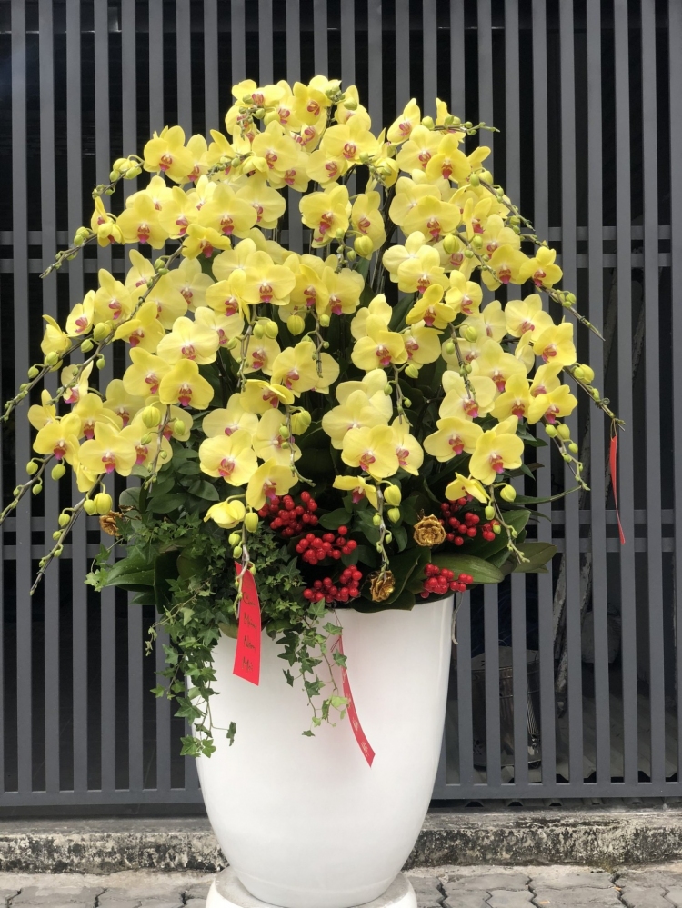 Hoa lan hồ điệp từ 15 cành - HD0060