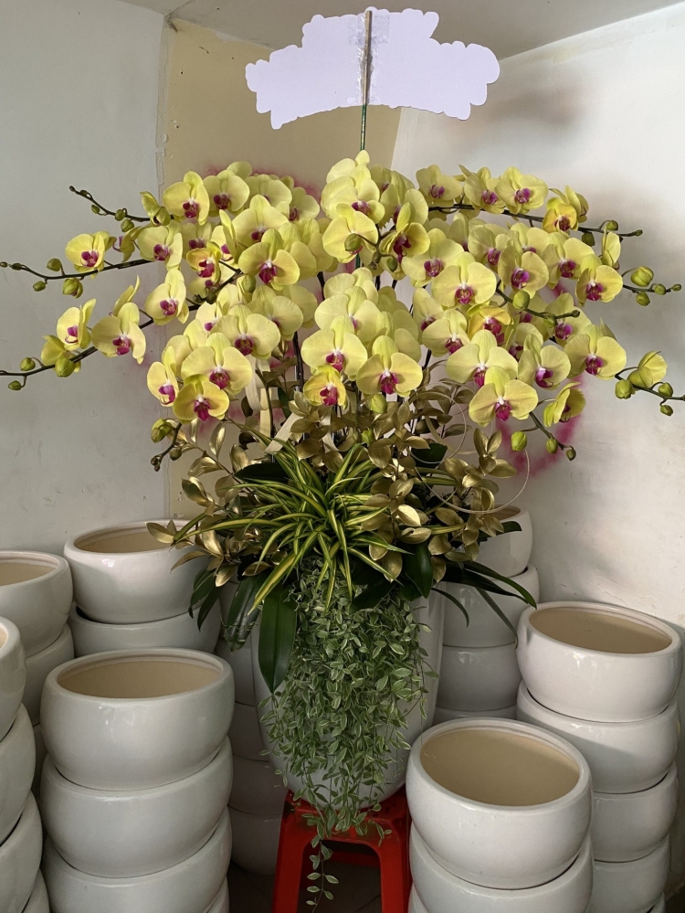 Hoa lan hồ điệp 12 cành - HD0058