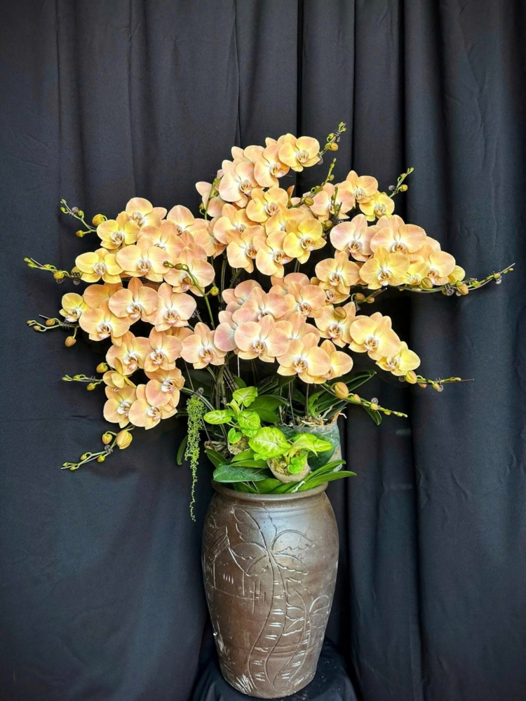 Lan Hồ Điệp Tam Hoàng Quang - LHD122