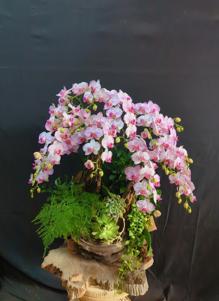 Lan Hồ Điệp Hồng Xuân May Mắn - LHD286