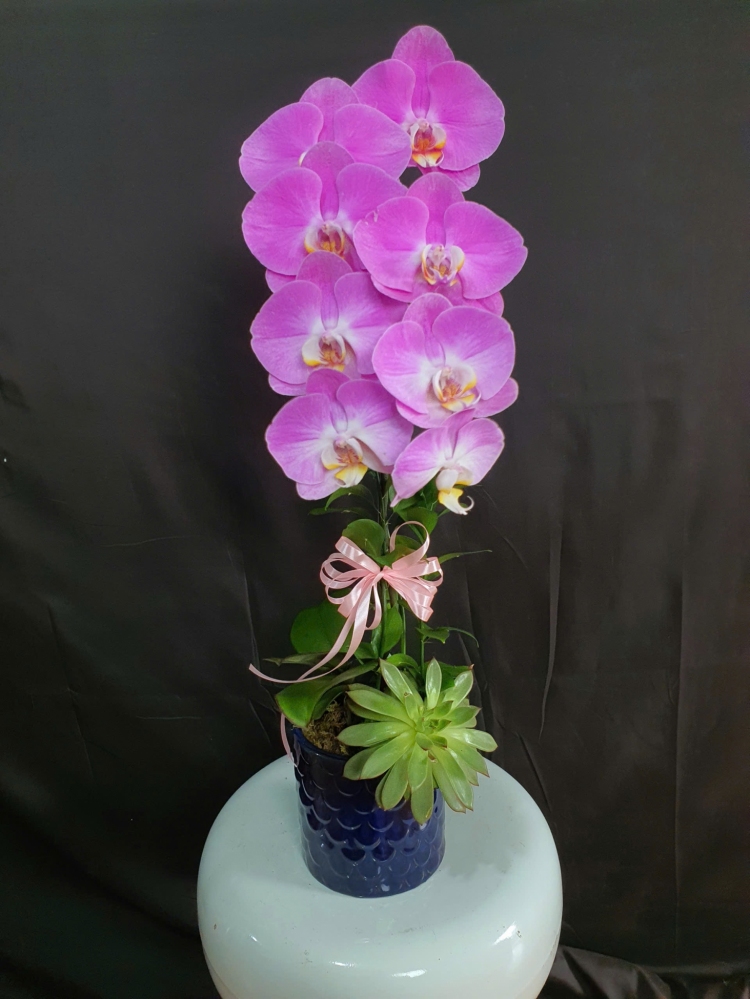 Lan Hồ Điệp Bình Minh Tình Yêu - LHD077