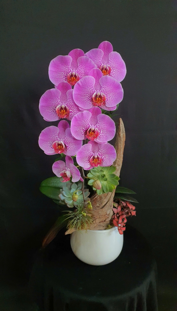 Lan Hồ Điệp Hồng Hoa Viên - LHD138