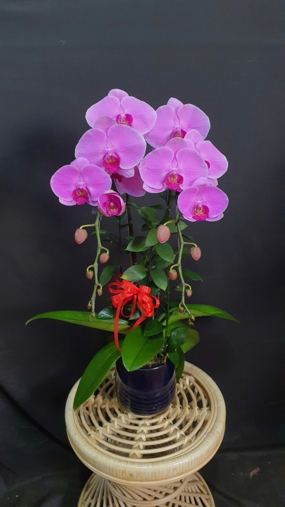 Lan Hồ Điệp Hồng Thiên Hương - LHD163