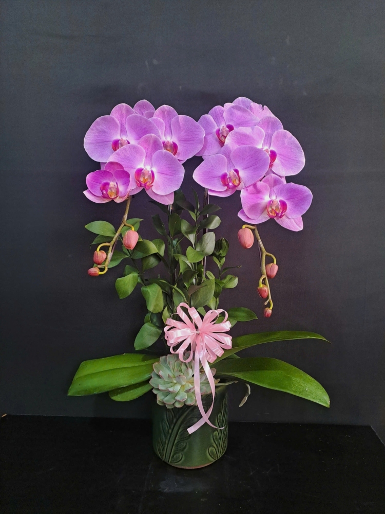 Lan Hồ Điệp Hồng Thịnh - LHD232