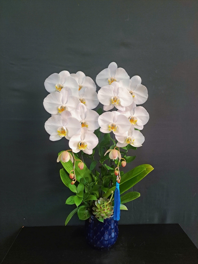 Lan Hồ Điệp Ngọc Ánh - LHD236