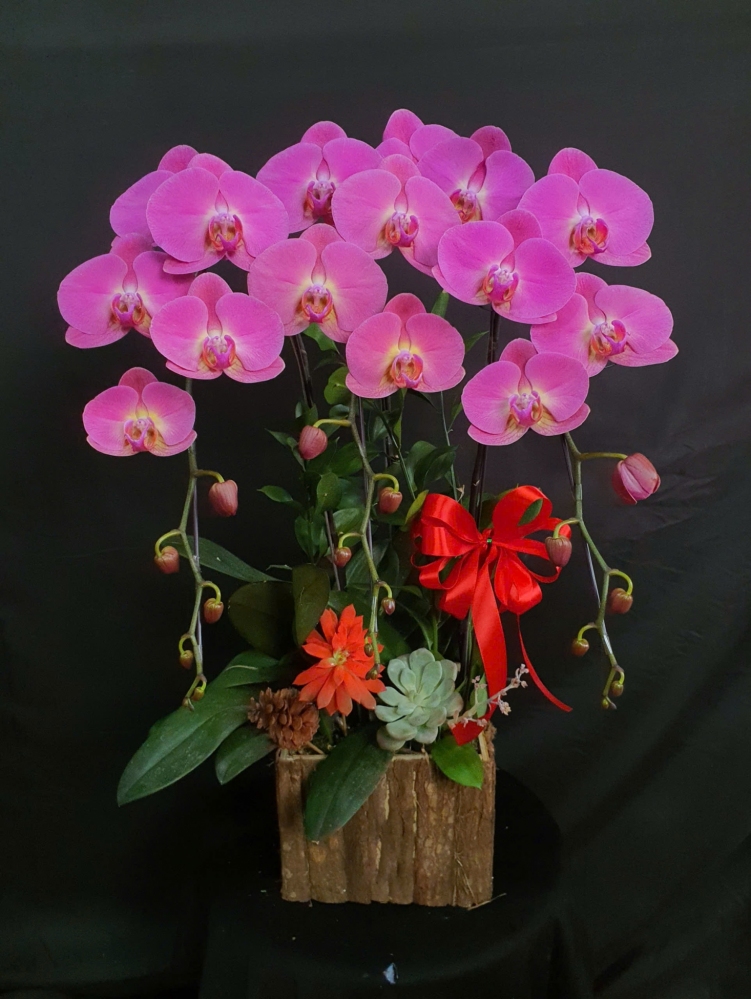 Lan Hồ Điệp Hồng Hồng Hoa Viên - LHD118