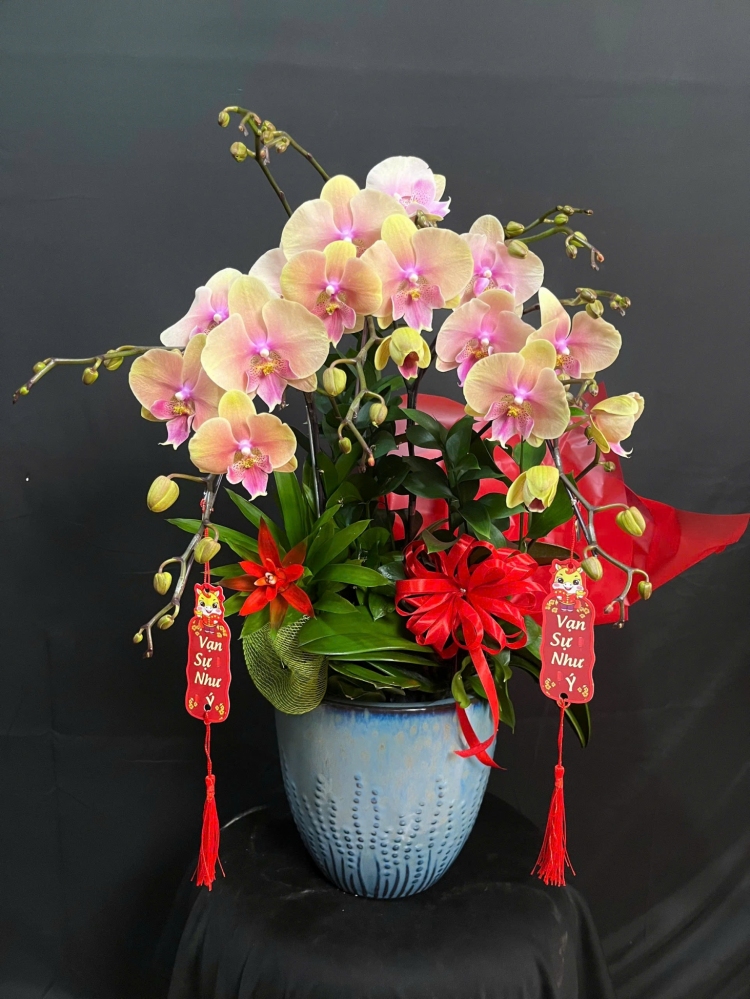 Lan Hồ Điệp Kim Ngân - LHD213