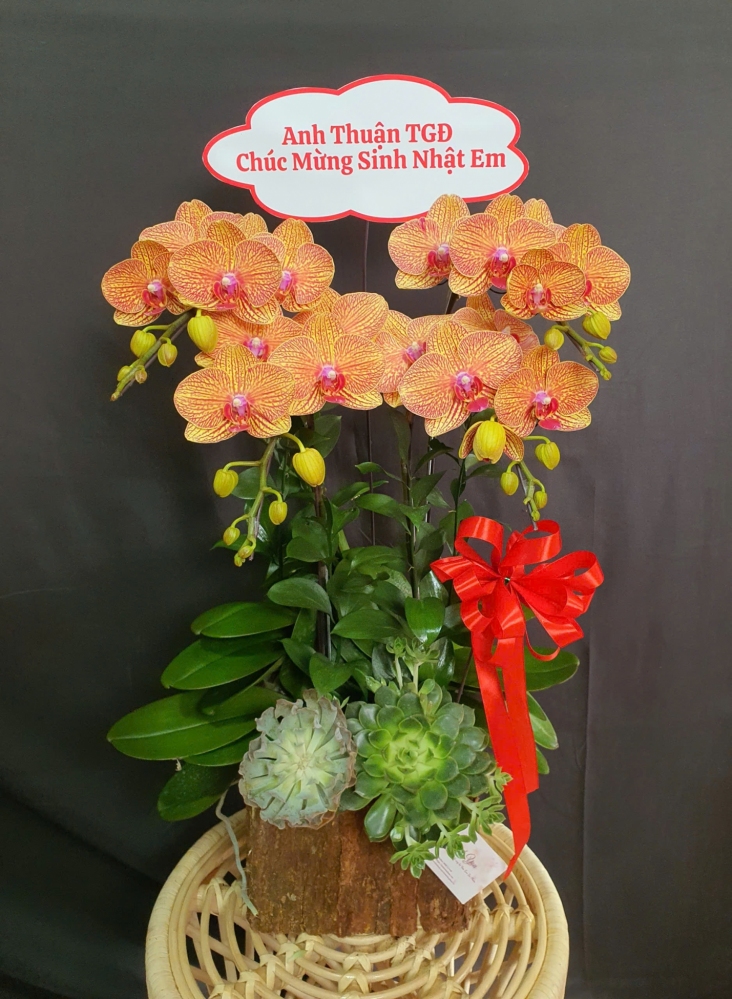 Lan Hồ Điệp Hỏa Vân - LHD066