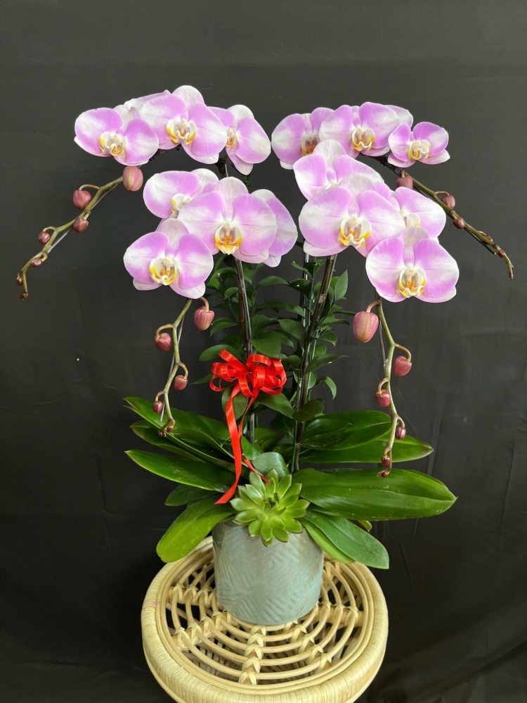 Lan Hồ Điệp Hồng Tuyết Mai - LHD175