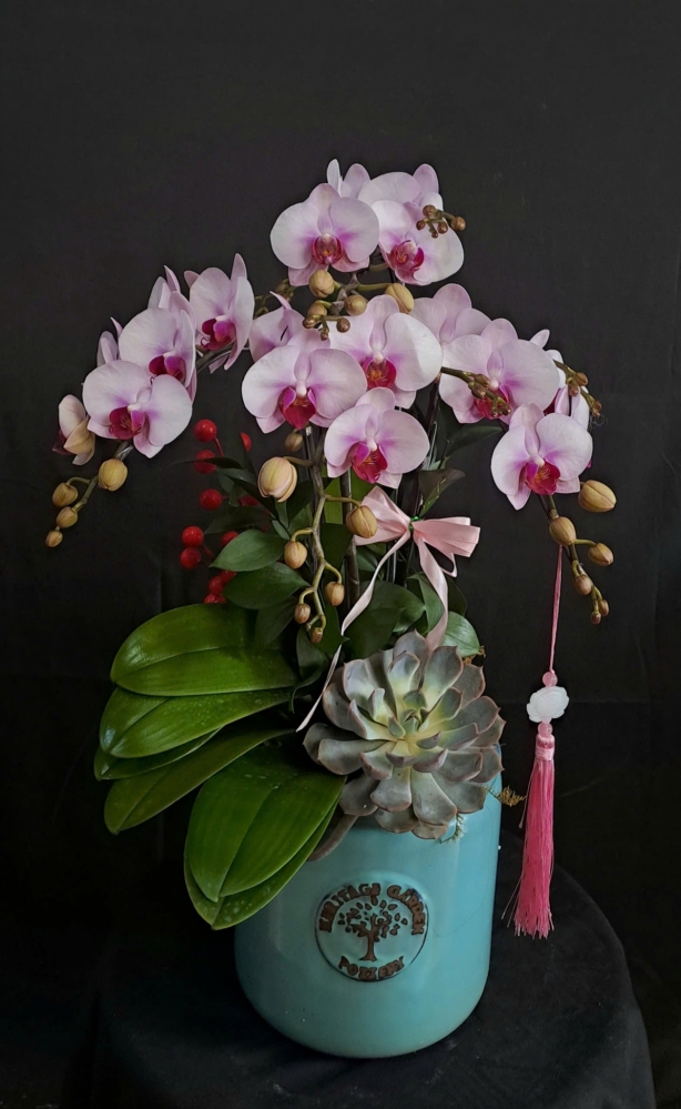 Lan Hồ Điệp Hồng Sương Uyển Ngọc - LHD195