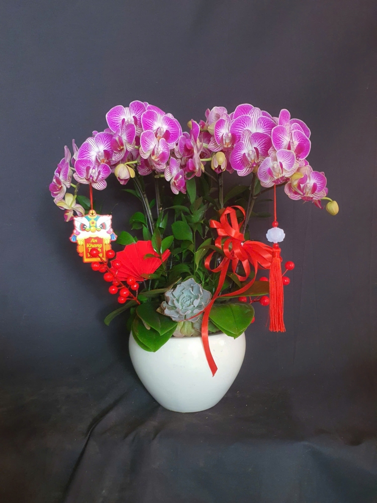 Lan Hồ Điệp Ngọc Hồng Kiêu Sa - LHD283