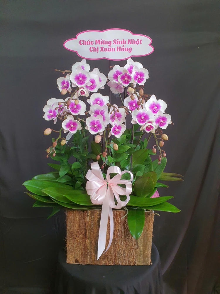 Lan Hồ Điệp Bích Hồng - LHD054