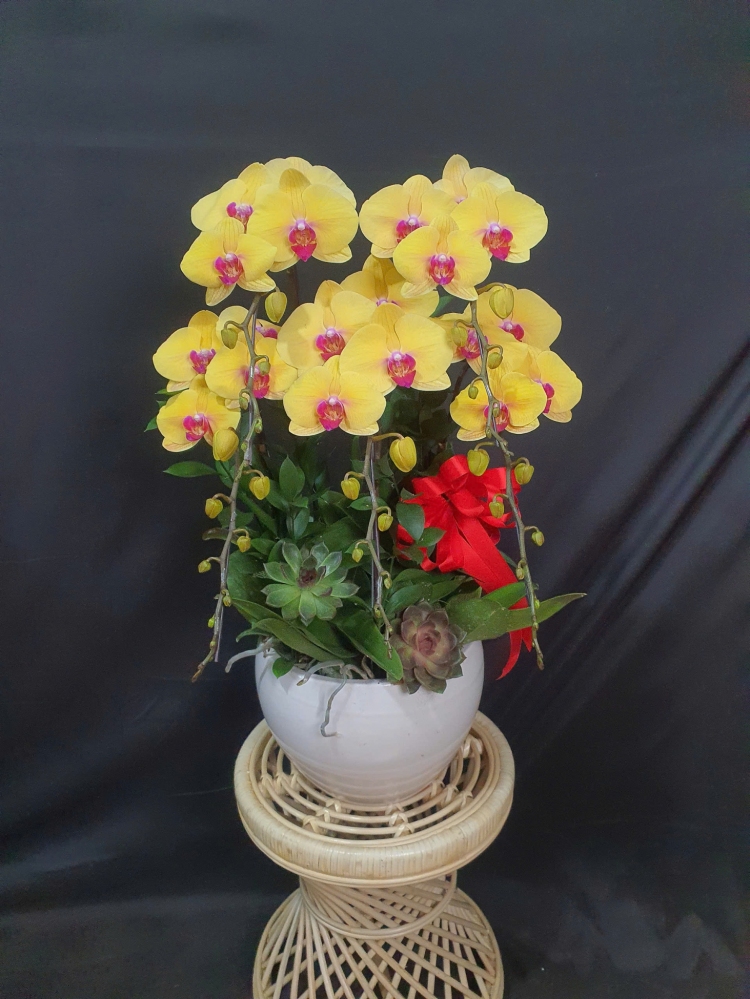 Lan Hồ Điệp Hoàng Hỏa - LHD093