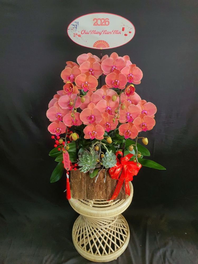 Lan Hồ Điệp Hỏa Kim Phát - LHD158