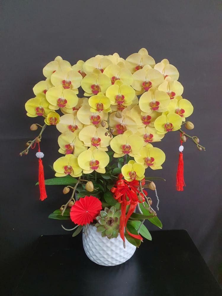 Lan Hồ Điệp Kim Thịnh - LHD252