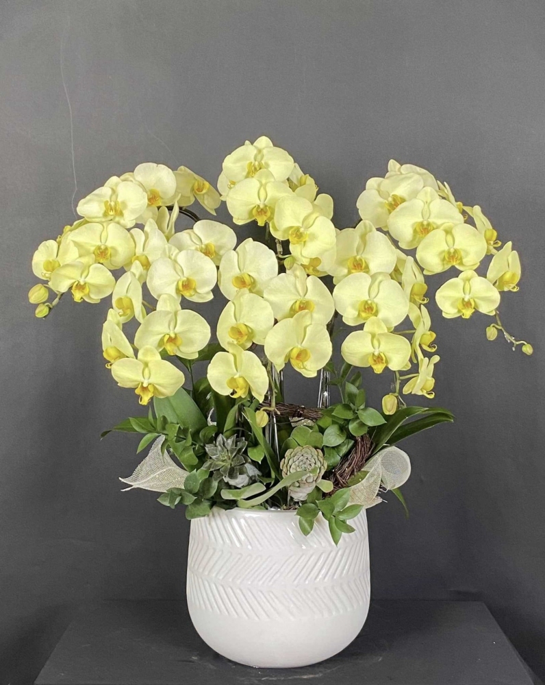 Hoa lan hồ điệp 6 cành - HD0019