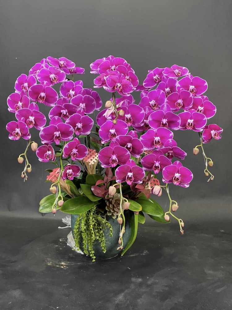 Hoa lan hồ điệp 6 cành - HD0030