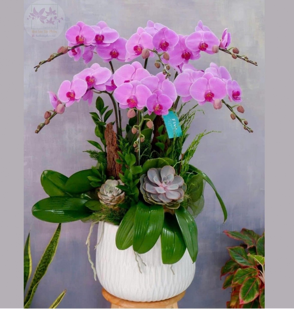 Hoa lan hồ điệp 6 cành - HD0182