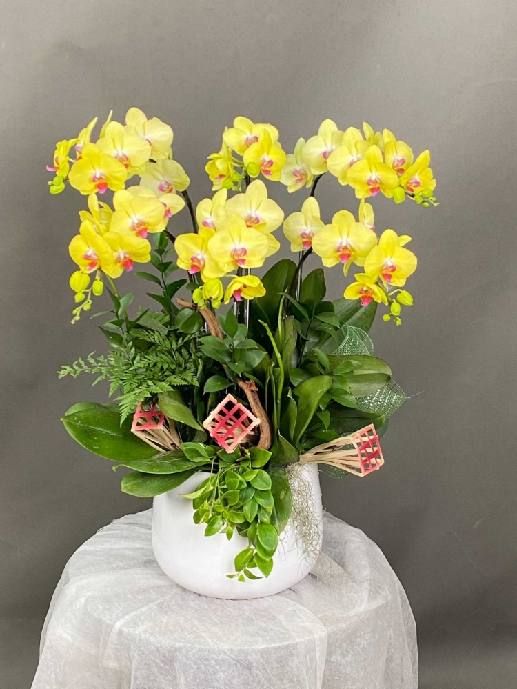Hoa lan hồ điệp 6 cành - HD0027