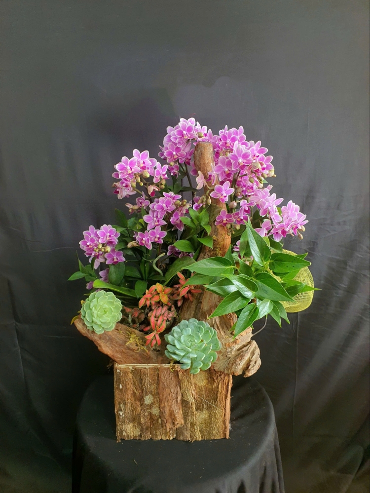 Lan Hồ Điệp Hồng Cát Tường - LHD151