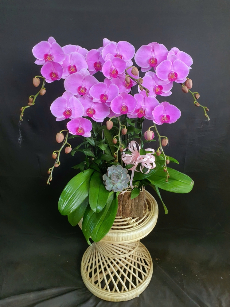 Lan Hồ Điệp Hồng Thiên Kim - LHD153