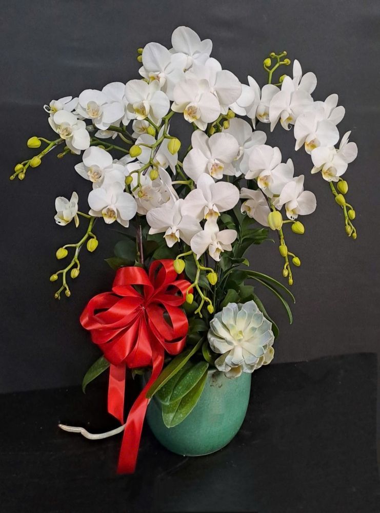 Lan Hồ Điệp Bạch Ngọc - LHD202