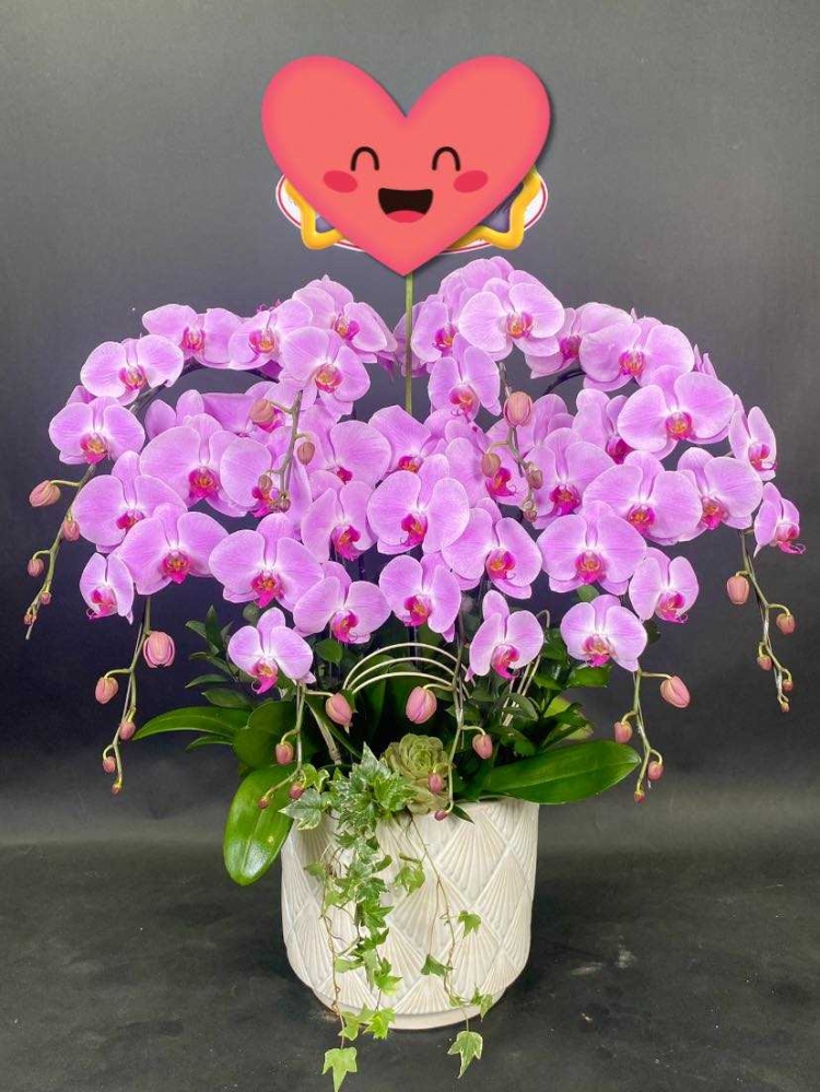 Hoa lan hồ điệp 8 cành - HD0037