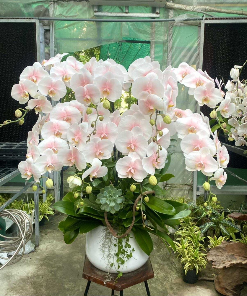 Hoa lan hồ điệp 8 cành - HD0138