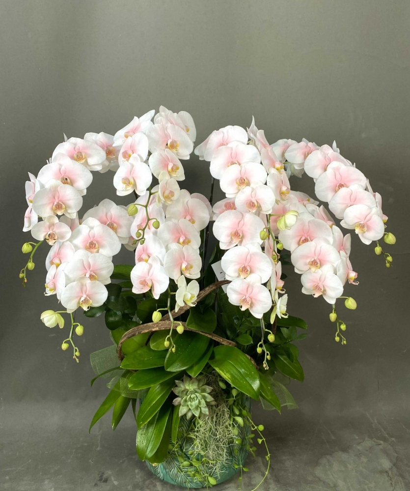 Hoa lan hồ điệp 8 cành - HD0137