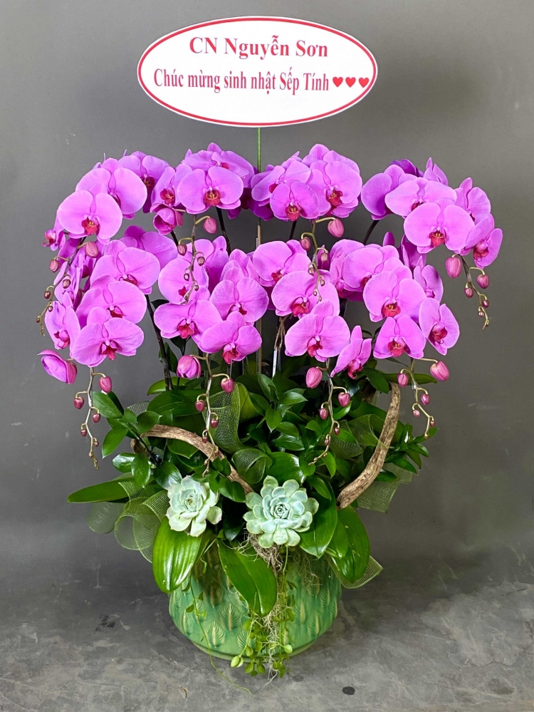 Hoa lan hồ điệp 8 cành - HD0136