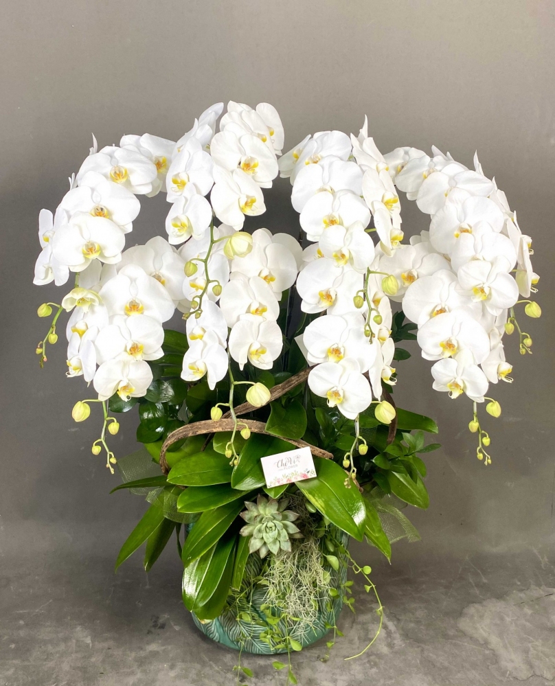Hoa lan hồ điệp 8 cành - HD0135