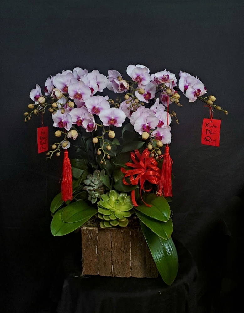 Lan Hồ Điệp Ngọc Hồng Ánh Sương - LHD198