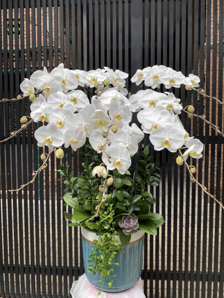 Hoa lan hồ điệp 9 cành - HD0128