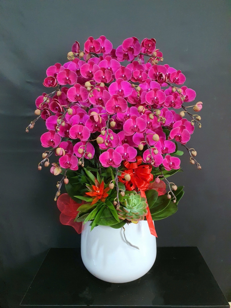 Lan Hồ Điệp Hồng Nhã - LHD222