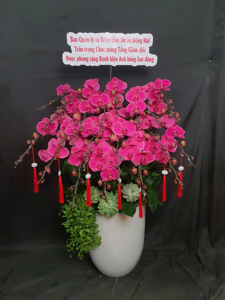 Lan Hồ Điệp Hồng Yêu - LHD088