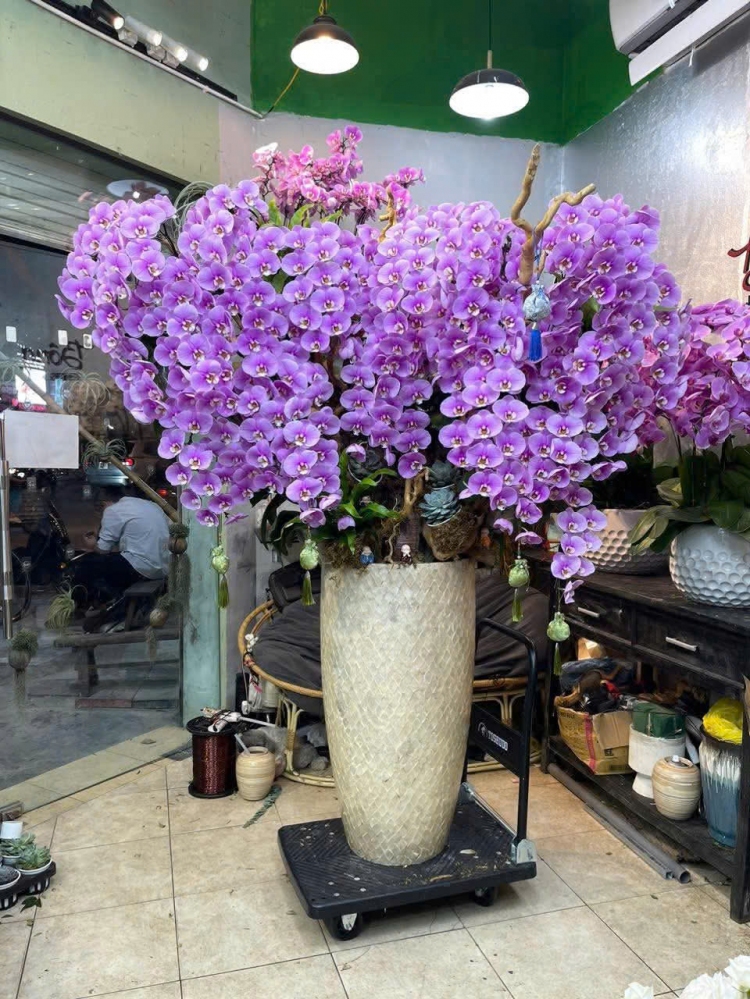 MẪU SƯU TẦM - Lan Hồ Điệp Violeta - LHD104