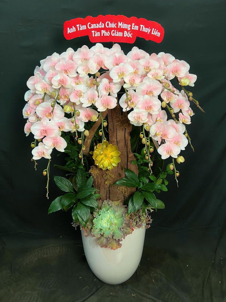 Lan Hồ Điệp Hồng Tuyết Mai - LHD177