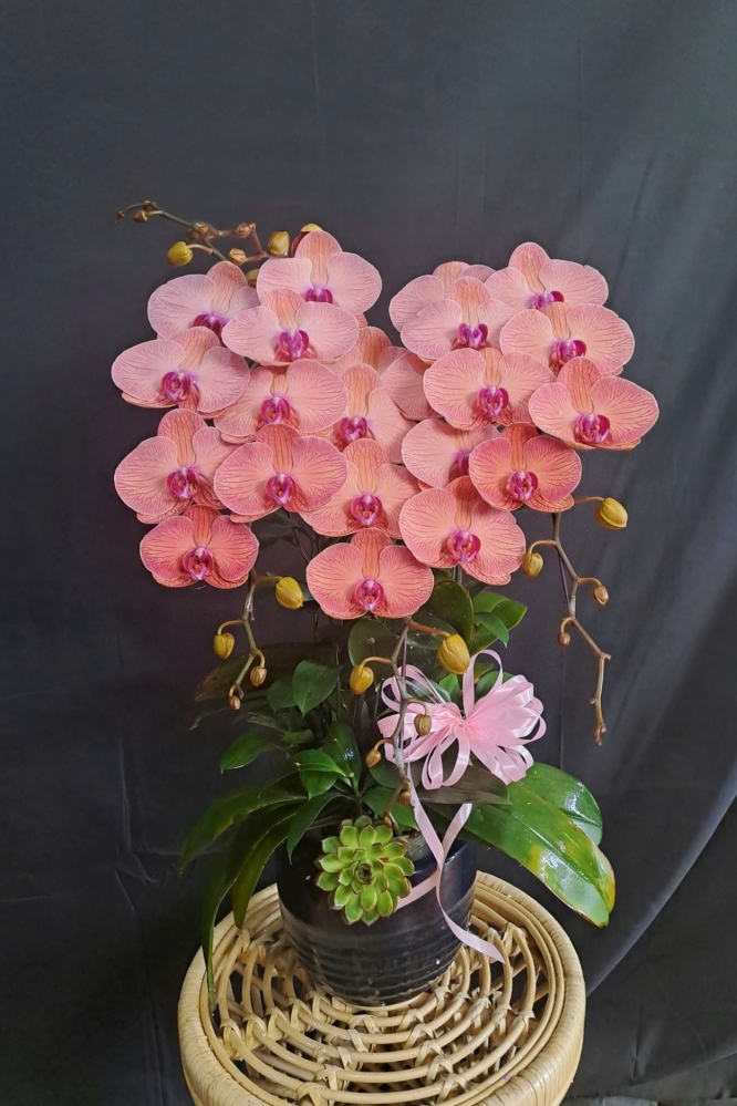 Lan Hồ Điệp Cam Hồng Sọc - LHD352