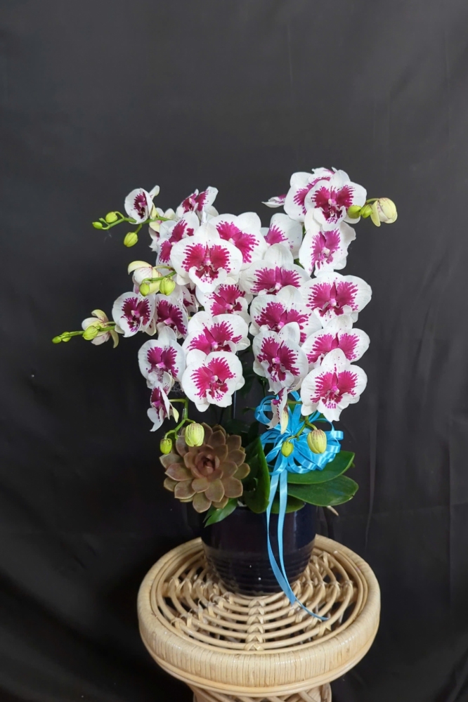 Lan Hồ Điệp Đột Biến Tím Trắng - LHD361