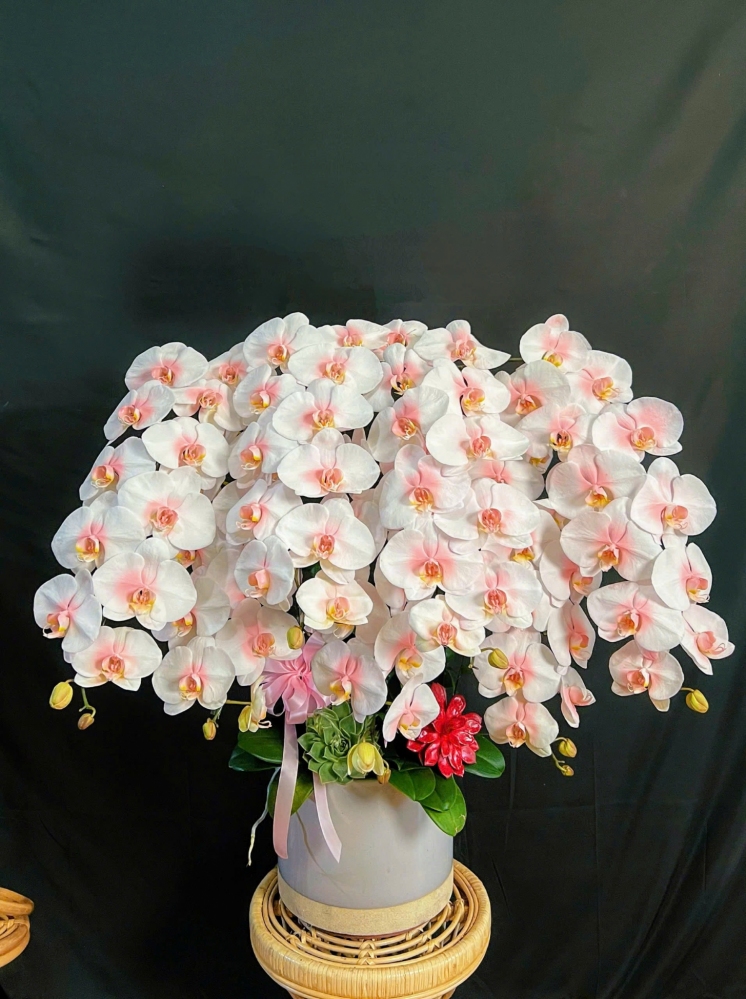 Lan Hồ Điệp Trắng Phun Hồng - LHD365