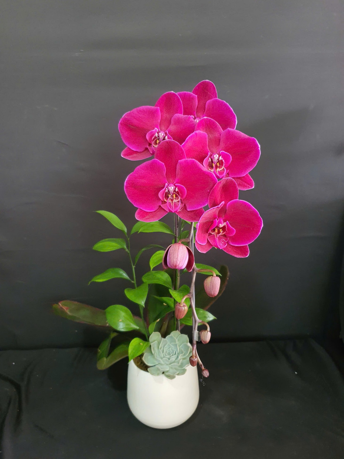 Chậu lan hồ điệp đỏ nhung quý phái