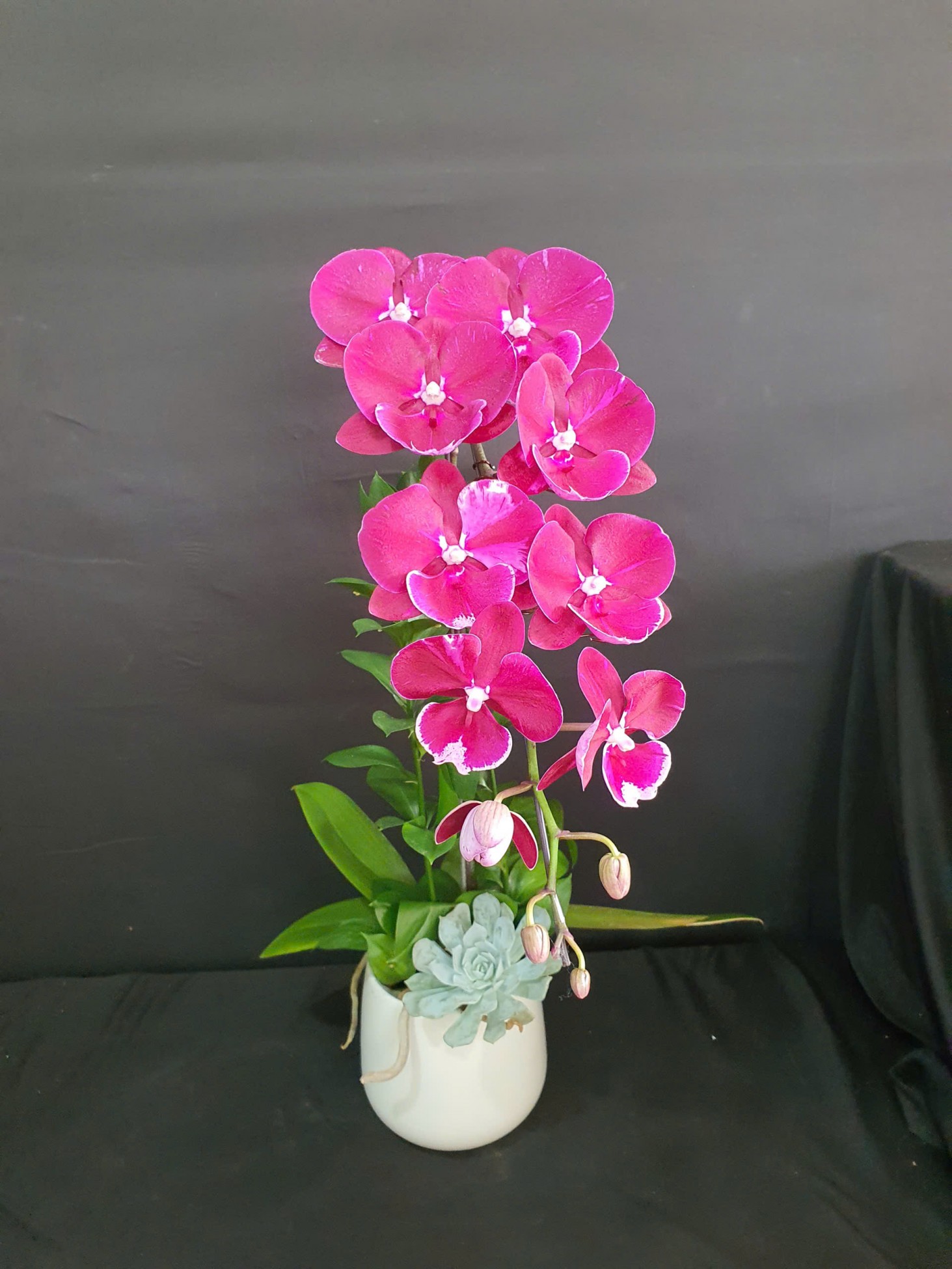 Chậu lan hồ điệp tím đột biến