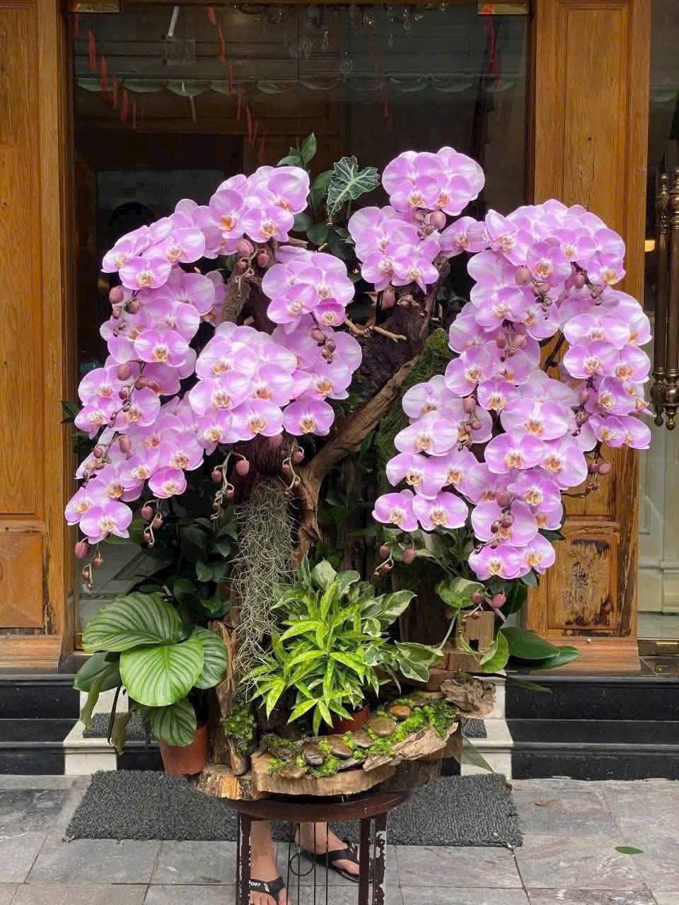 Lan Hồ Điệp Bạch Ngọc Tinh Hoa - LHD017