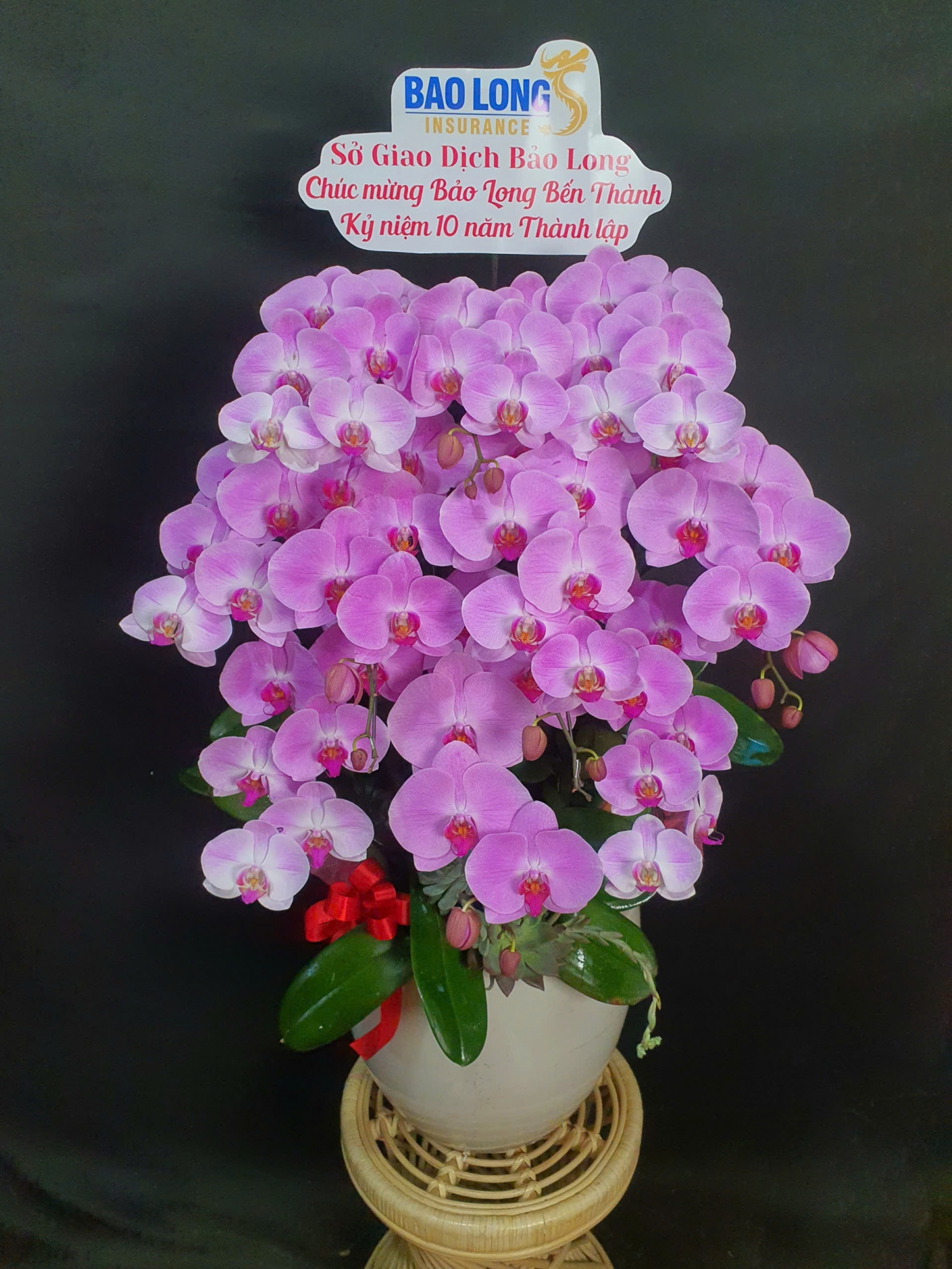 Lan Hồ Điệp Hồng Minh Châu - LHD160