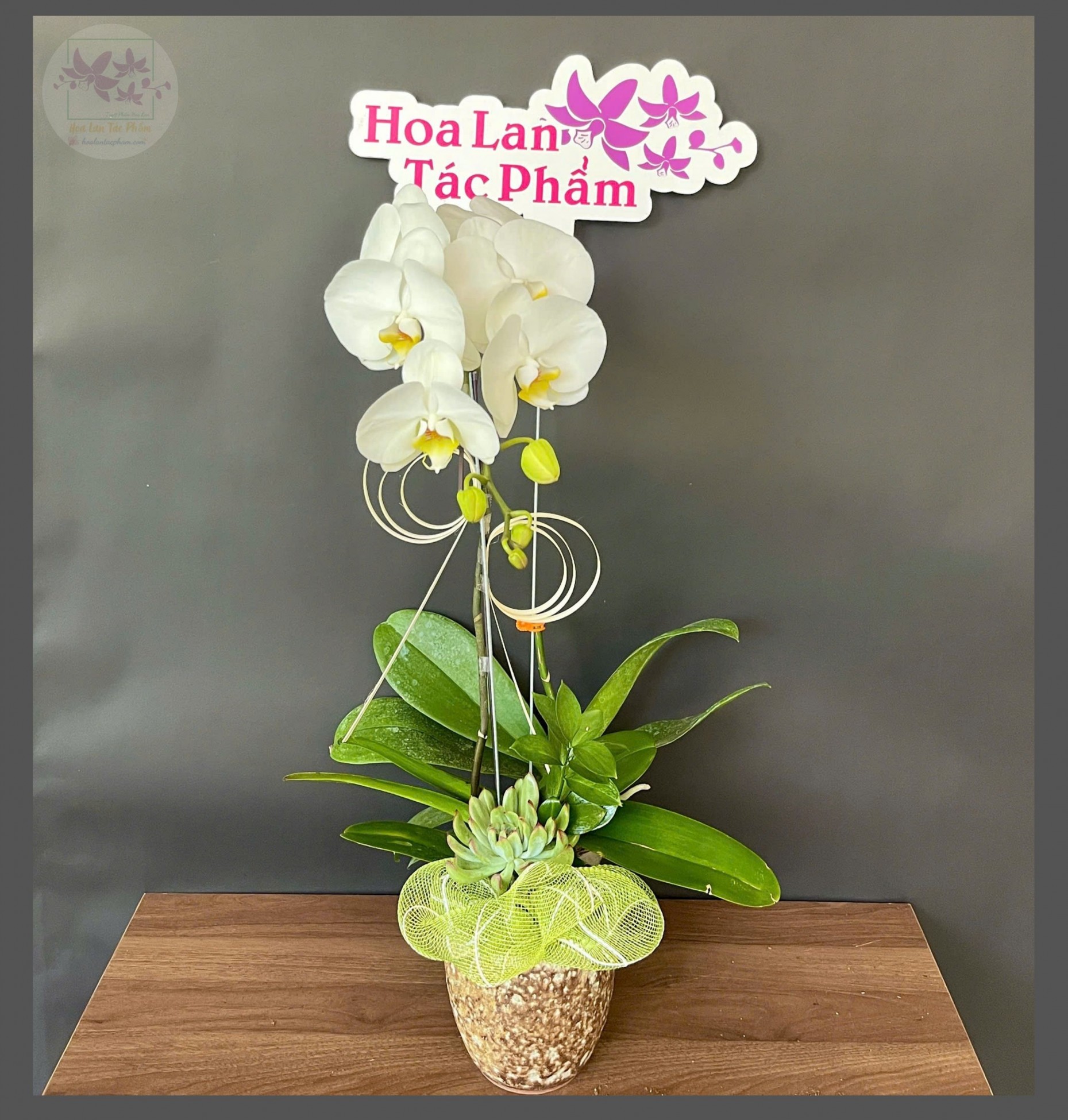 Hoa lan hồ điệp 1 cành - HD0147